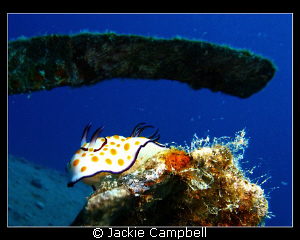 Pretty much my only nudi photo !!
Taken with my first ca... by Jackie Campbell 
